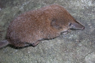 TSU has discovered a rare species of hantavirus in the Tomsk Region