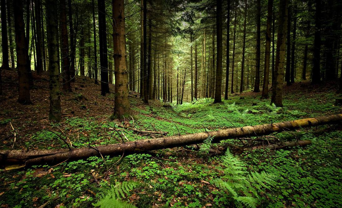 The healing properties of the Siberian Shiitake have been discovered