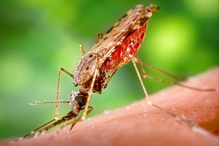 TSU scientists opened a new chapter in the study of malaria mosquitoes