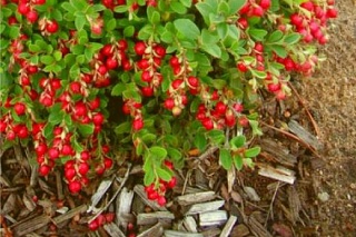 IEM students have a project cultivating wild berries