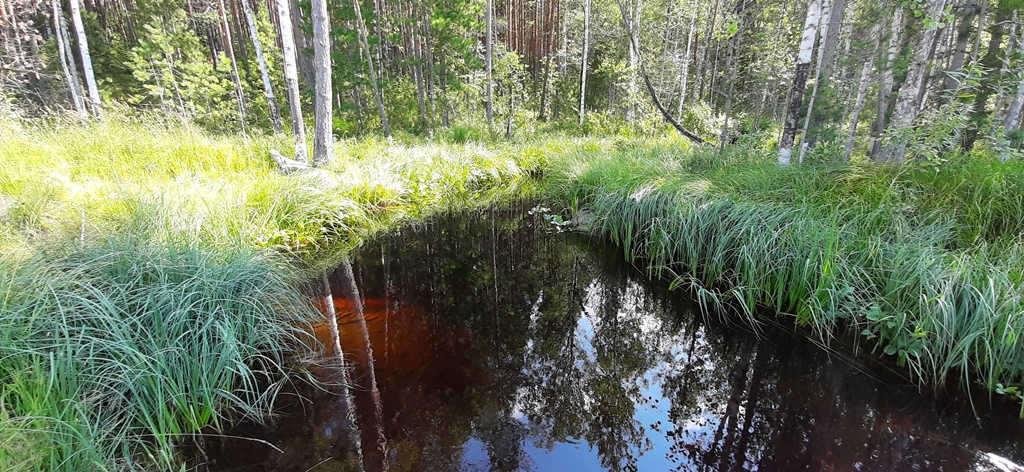 High concentration of carbon registered in small rivers of Tomsk Oblast