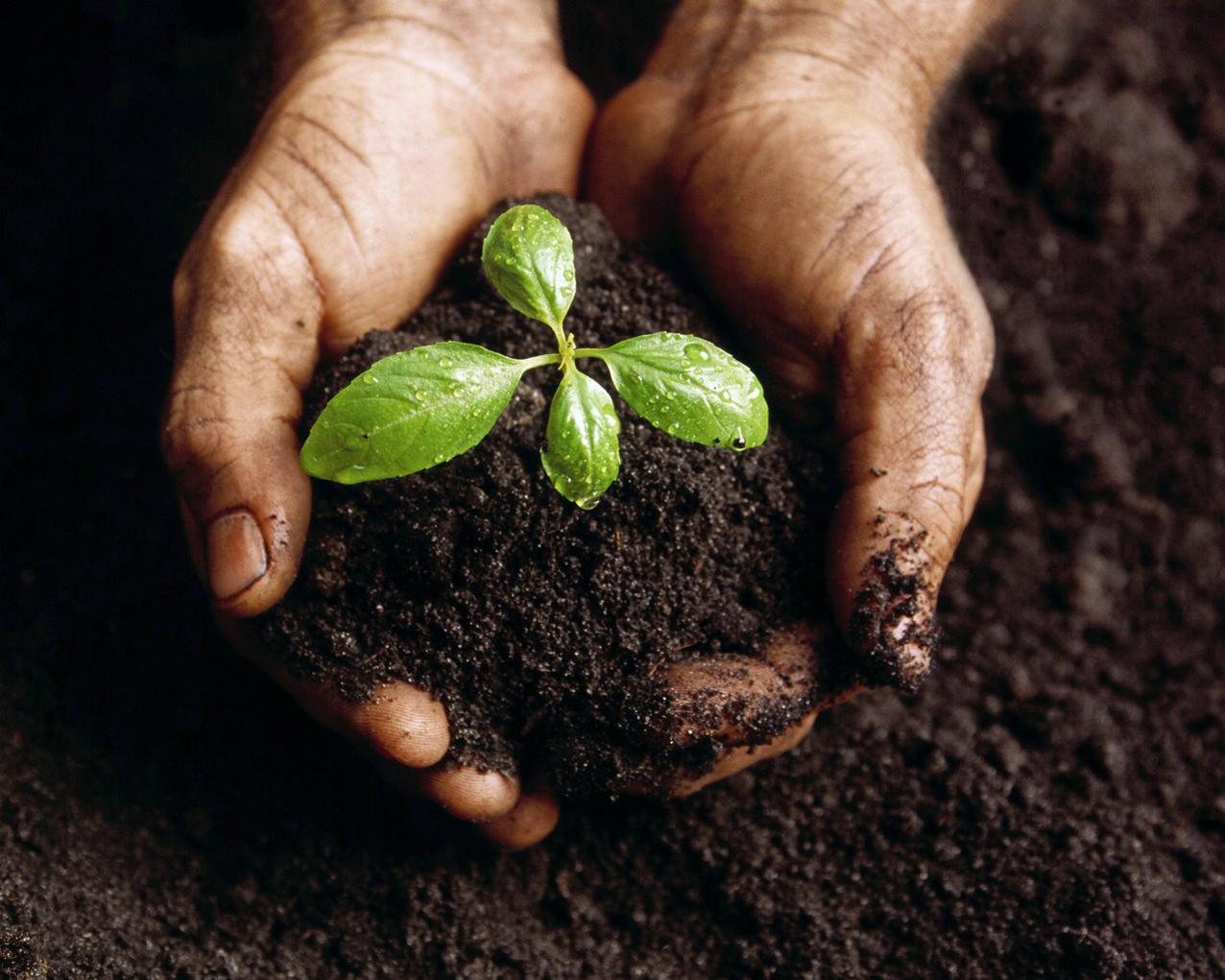 TSU students will conduct campaign dedicated to World Soil Day