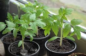TSU Biologists learned to treat plants with light