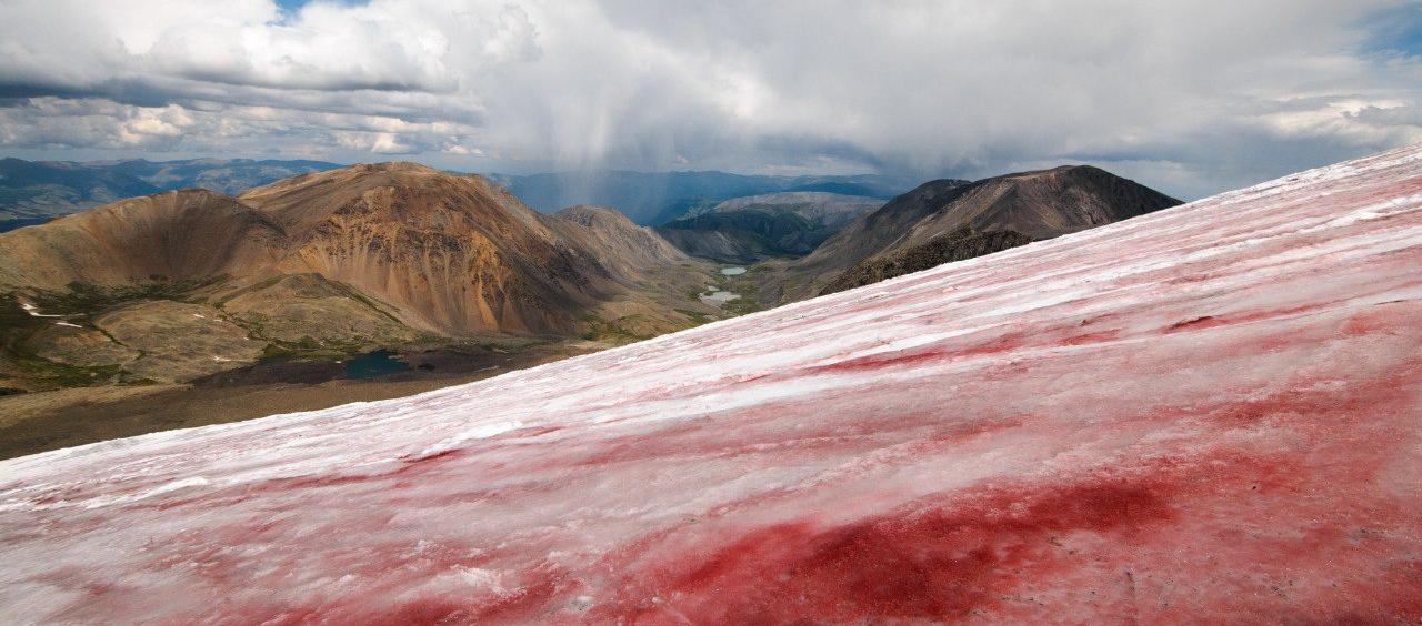 Algae blooms are reducing the albedo of Vodopadny glacier