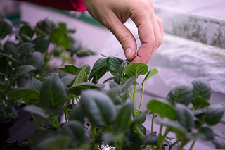 Scientists have learned how to protect plants from heavy metal
