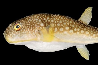 Scientists discovered a new kind of poisonous fugu fish