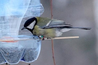 TSU biologists: chickadees also lose weight in the summer
