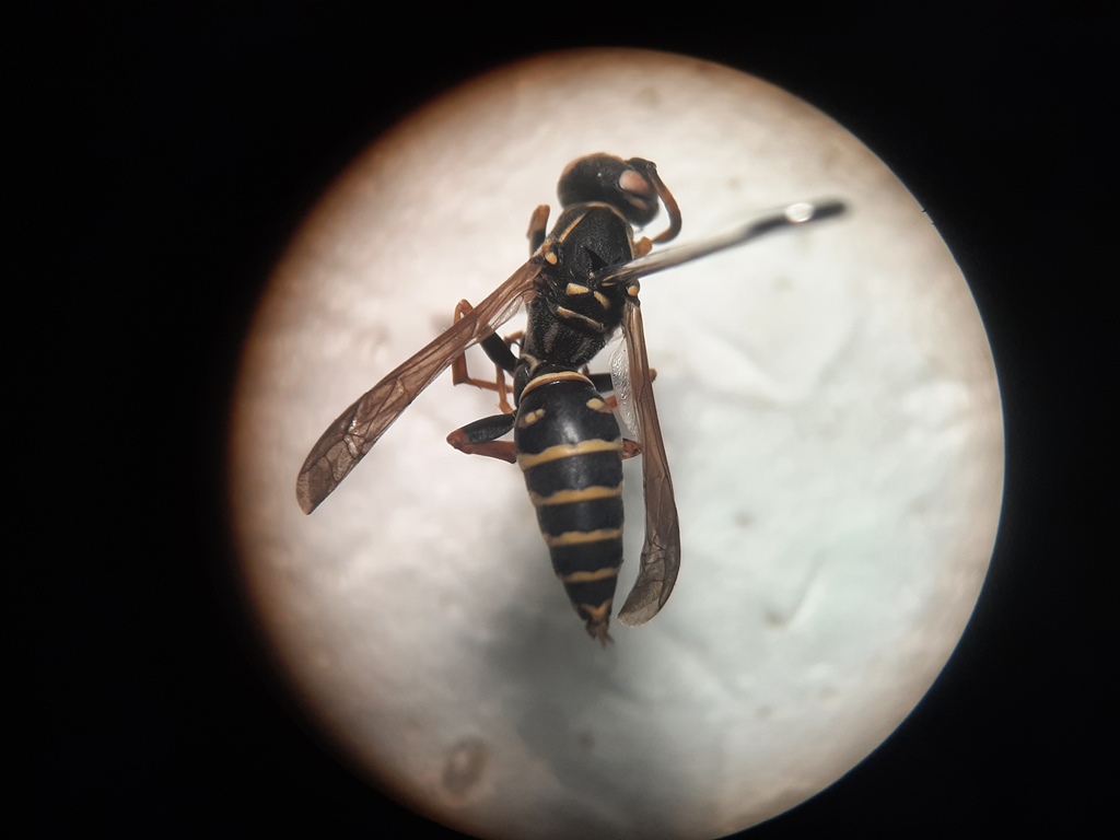 TSU scientists identified microplastics in wasps of Eurasia and Africa