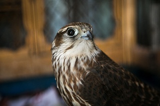 The TSU Museum of Zoology is nursing anthe injured Falco