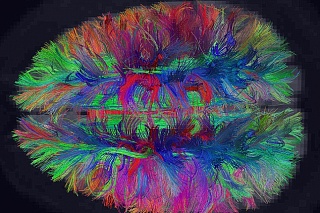 What happens in the head when a person studies
