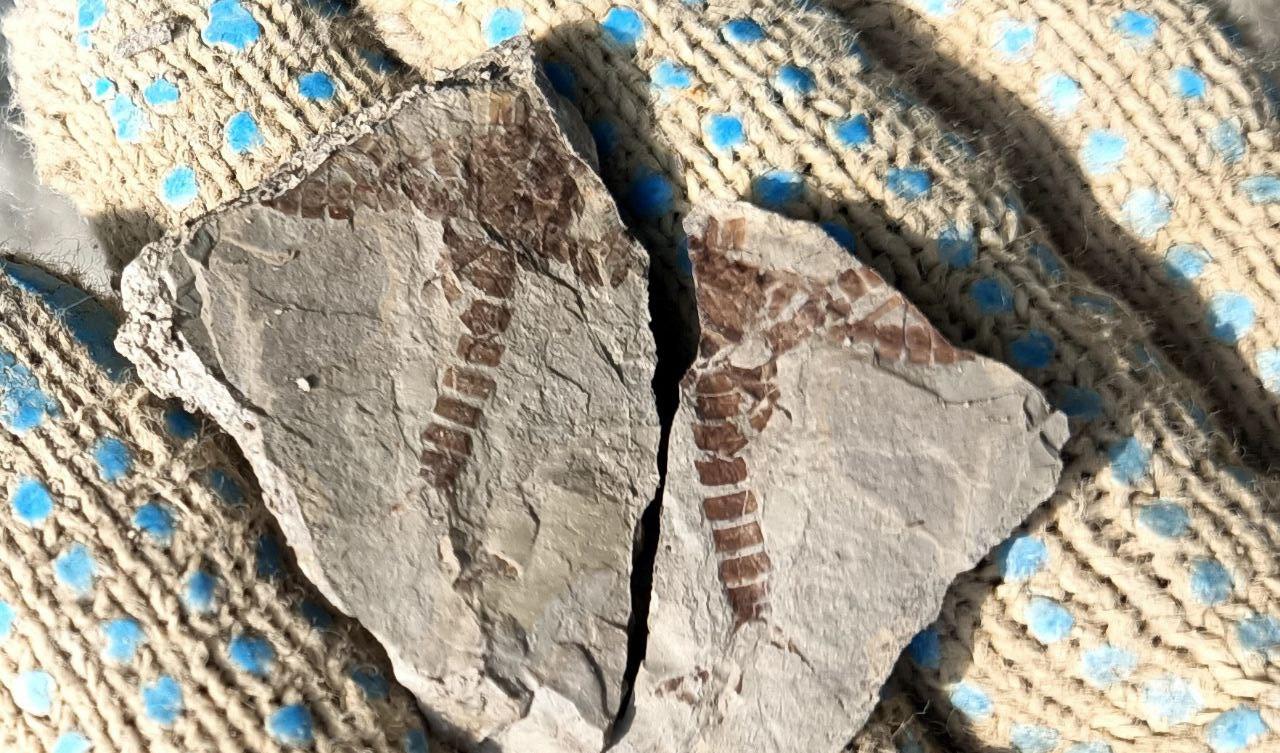 TSU scientists discovered the remains of flora and fauna of the Jurassic period in Kuzbass