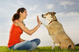 Dogs (and probably many other animals) have a conscience too!
