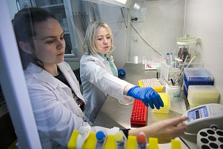 TSU has found the cause of Siberian bees’ disease resistance