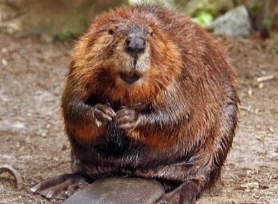 Master’s Degree and Ph.D. Thesis  Opportunities in Ecology