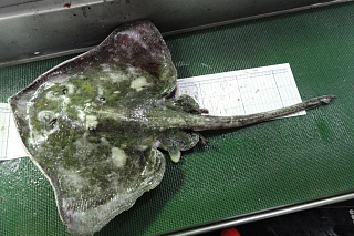 Scientists have discovered a new stingray and named it "six-eyed"
