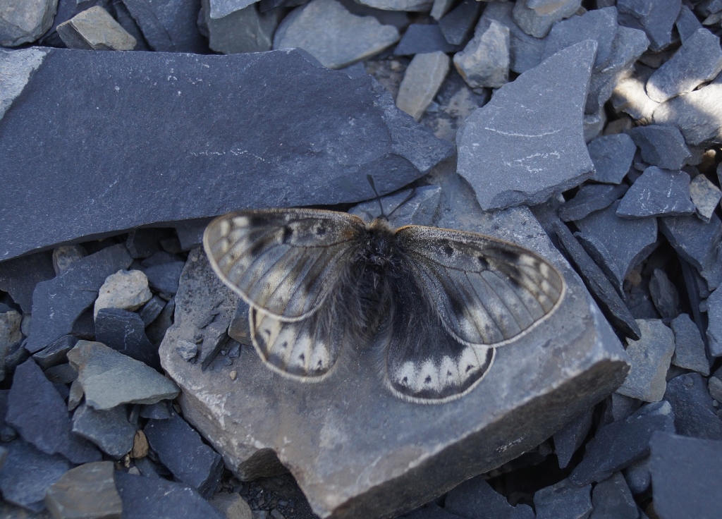 Amateur naturalist discovered a new subspecies of a rare Arctic butterfly