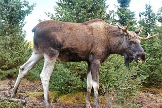 TSU discovered Siberian moose with the DNA of the ancient animal
