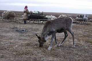 TSU researchers study the diets of Siberian Arctic peoples