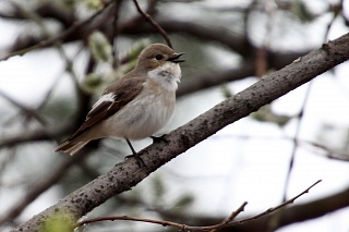 TSU ornithologist:bioacoustics provides a clue to the secrets of birds