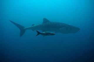 There are more shark and ray species in the cold seas of Russia