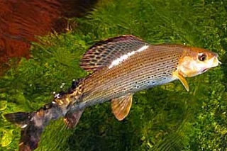 Ichthyologists have made a new classification of the grayling