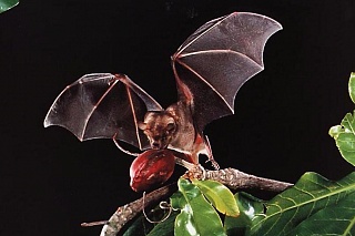 Scientists found that bats are transmitters of dangerous infections 
