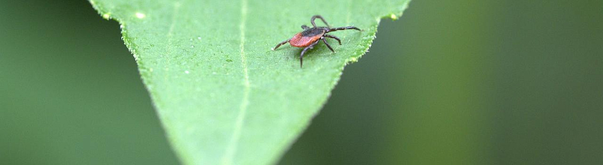New technology determines contamination of ticks with heavy metals
