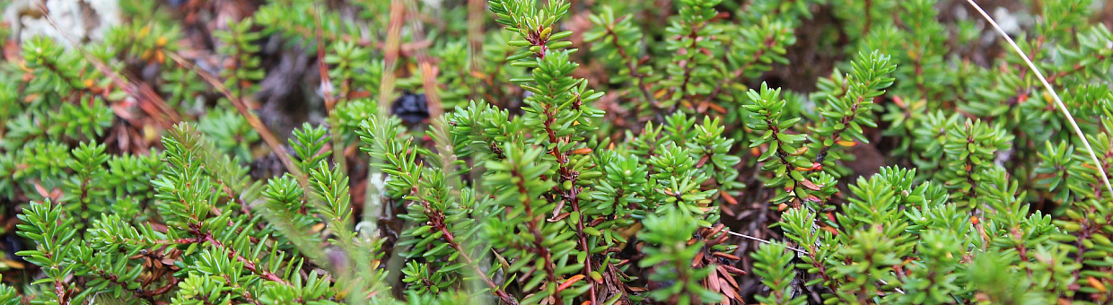 Scientists will learn how fires change world ecosystems