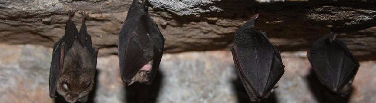 Scientists are searching for reasons for the mass death of bats