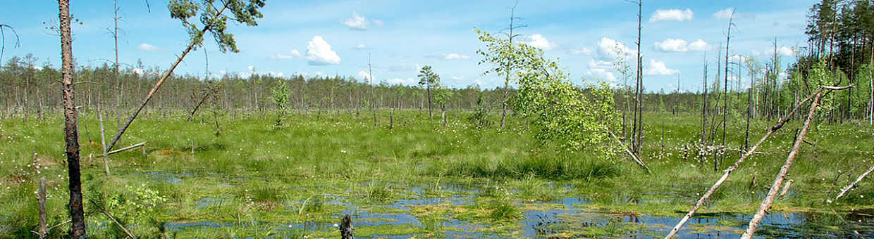 Scientists from Britain will read the chronicle of the Vasyugan Swamp 