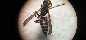 TSU scientists identified microplastics in wasps of Eurasia and Africa