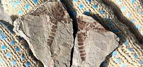 TSU scientists discovered the remains of flora and fauna of the Jurassic period in Kuzbass