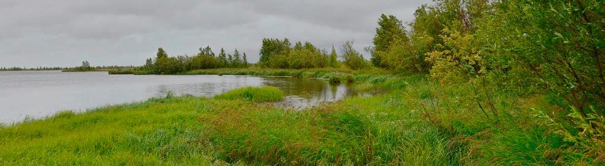 In the Arctic zone of the Russian Federation, lakes become swamps