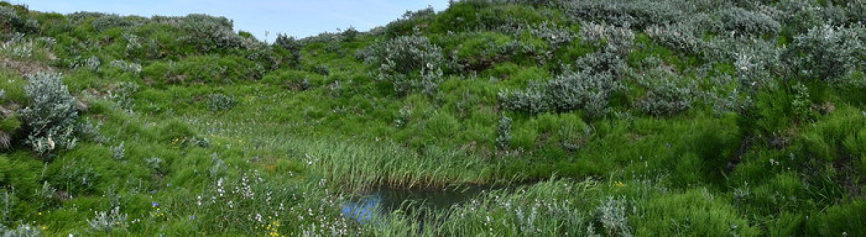 Oases have appeared in the Arctic from permafrost thawing